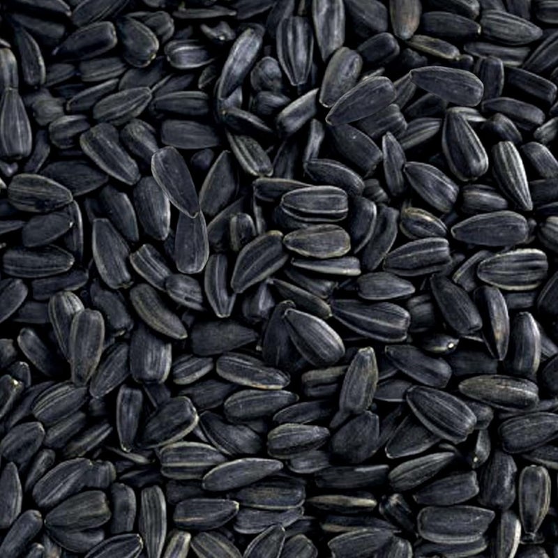 Happy Wings Black Oil Sunflower Seeds for Wild Birds 5 lbs No Grow Seed I High-Energy Bird Food Ideal for Finches, Sparrows, and More I All Year-Round Feeding. - Image 4